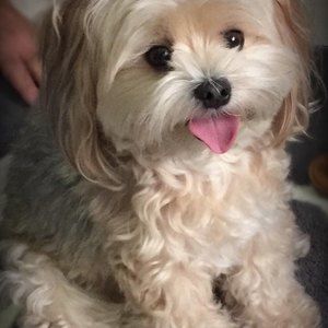 Meet your Posher, Lizette